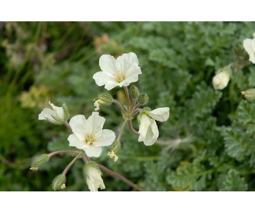 Golden Storksbill